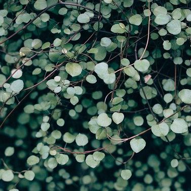 Решения для ботаники